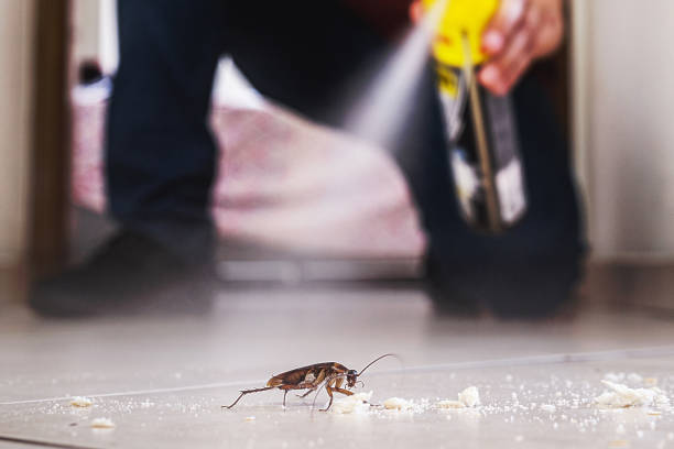 Trusted Old Town, ME Pest Control Experts